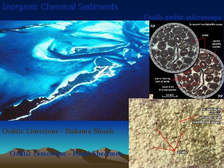 Inorganic Chemical Sediments Ooids under microscope Oolitic Limestone - Bahama Shoals Oolitic Limestone -