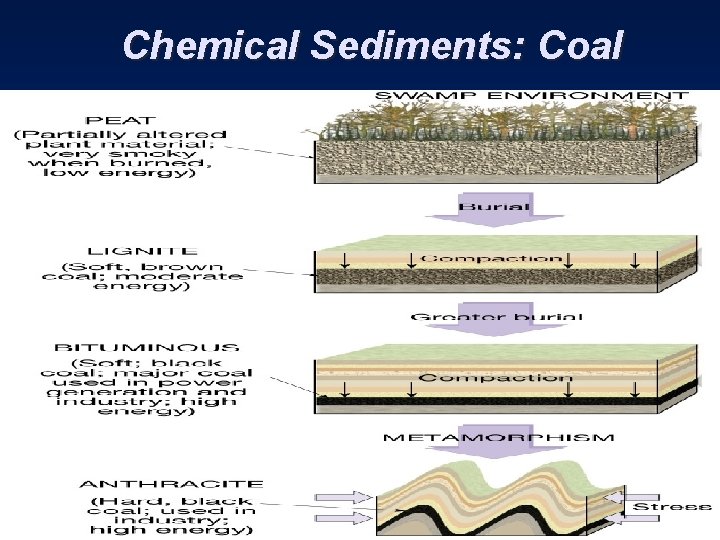 Chemical Sediments: Coal 