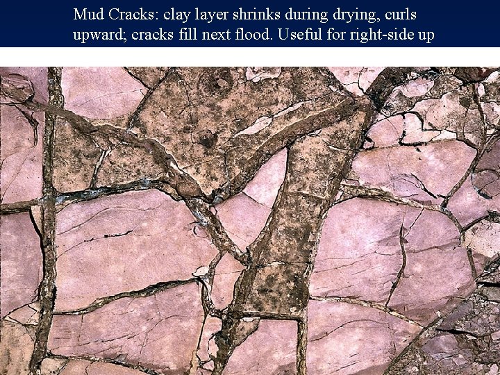 Mud Cracks: clay layer shrinks during drying, curls upward; cracks fill next flood. Useful