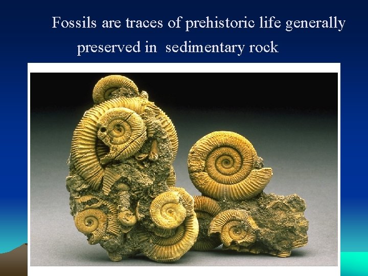 Fossils are traces of prehistoric life generally preserved in sedimentary rock 