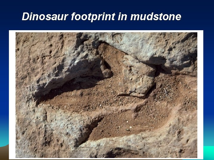 Dinosaur footprint in mudstone 