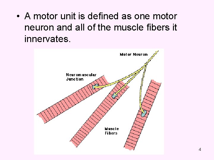  • A motor unit is defined as one motor neuron and all of