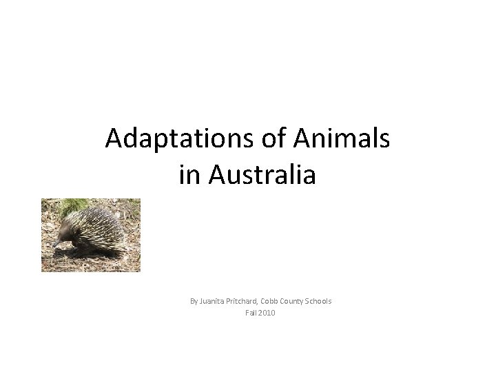Adaptations of Animals in Australia By Juanita Pritchard, Cobb County Schools Fall 2010 