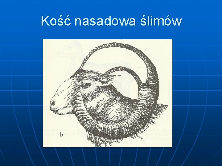 Kość nasadowa ślimów 