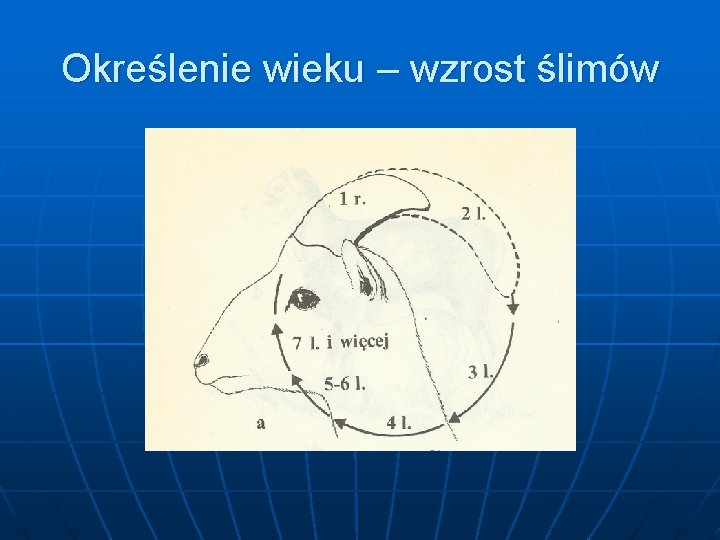 Określenie wieku – wzrost ślimów 