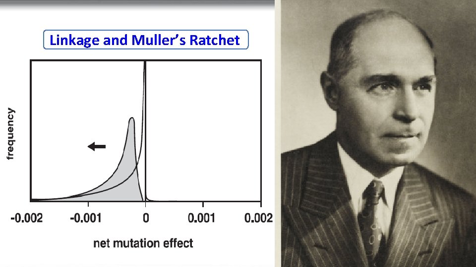 Linkage and Muller’s Ratchet 