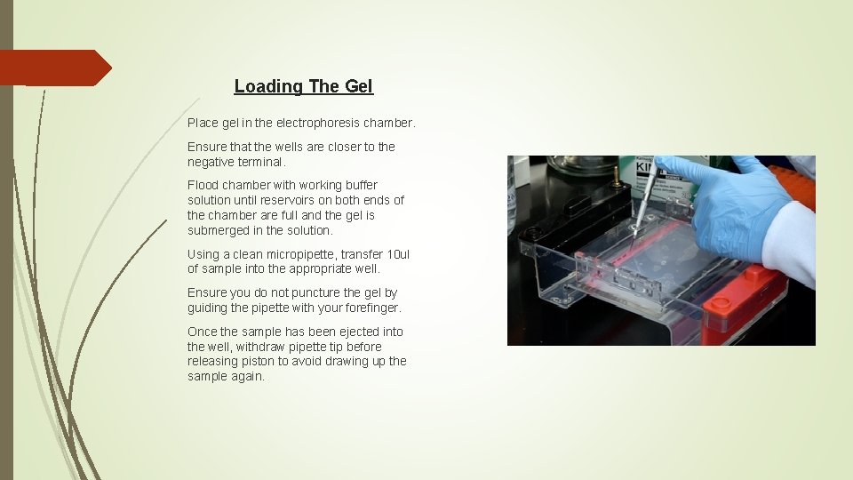Loading The Gel Place gel in the electrophoresis chamber. Ensure that the wells are