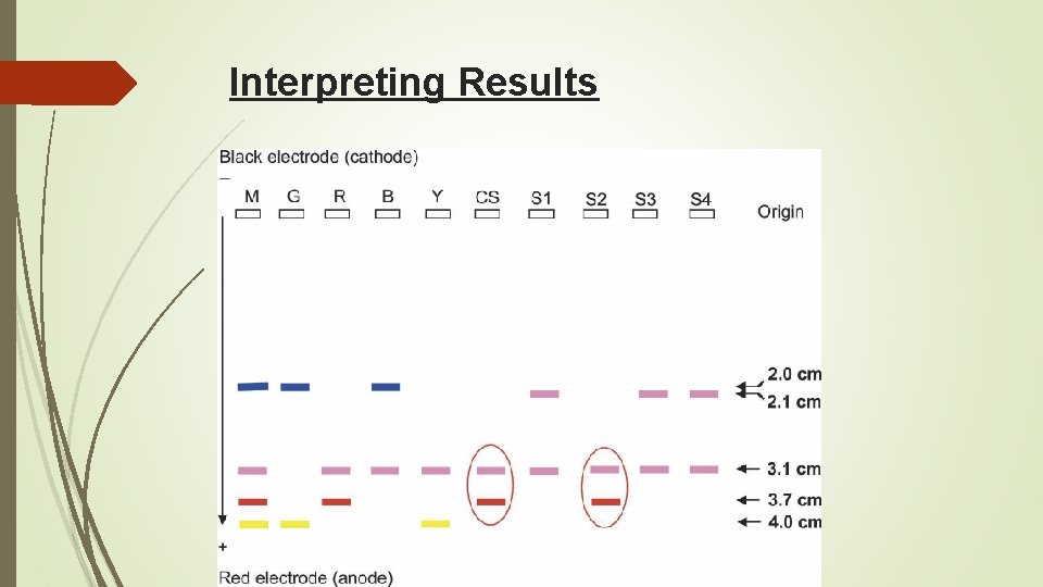 Interpreting Results 