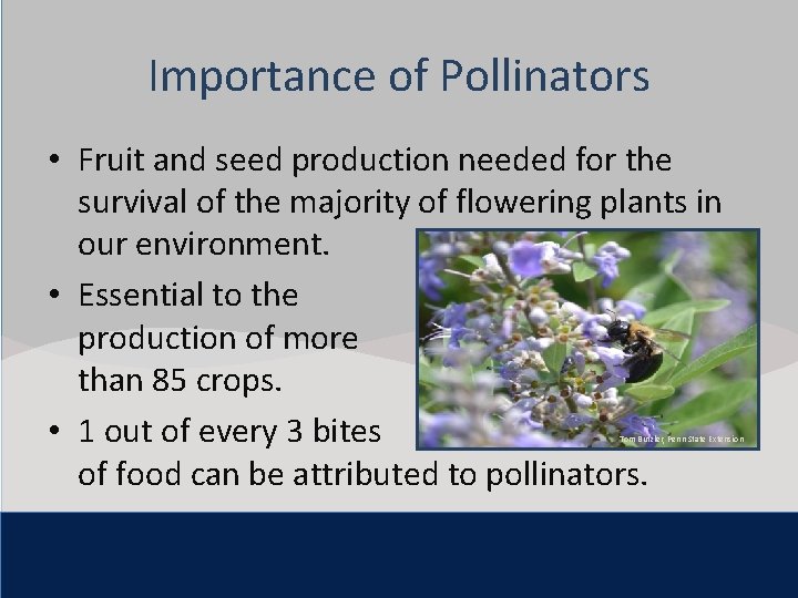 Click to edit Master title style Importance of Pollinators • Fruit andedit seed production