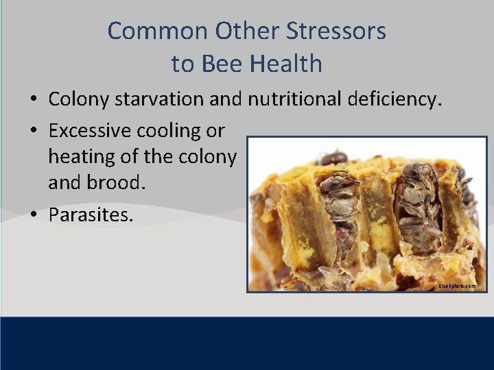 Common Other Stressors Click to edit Master title style to Bee Health Colony and