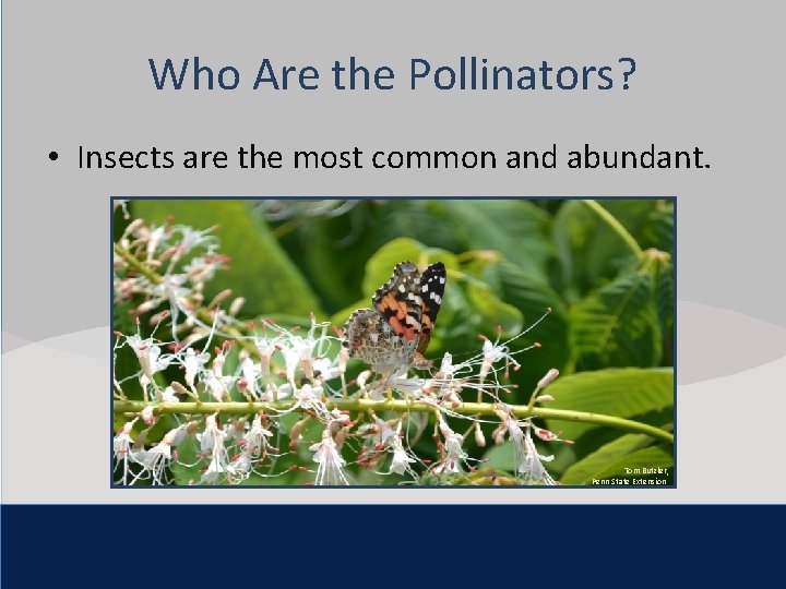 Click to Are editthe Master title style Who Pollinators? • Insects mosttext common Click