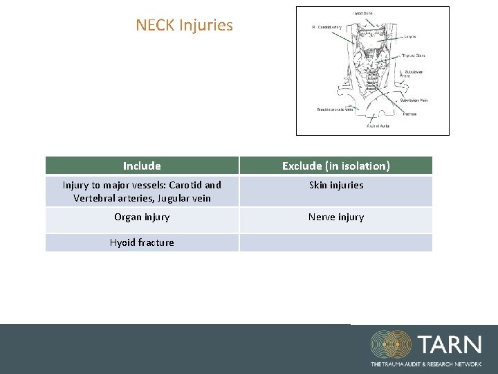 NECK Injuries Include Exclude (in isolation) Injury to major vessels: Carotid and Vertebral arteries, NECK Injuries Include Exclude (in isolation) Injury to major vessels: Carotid and Vertebral arteries,