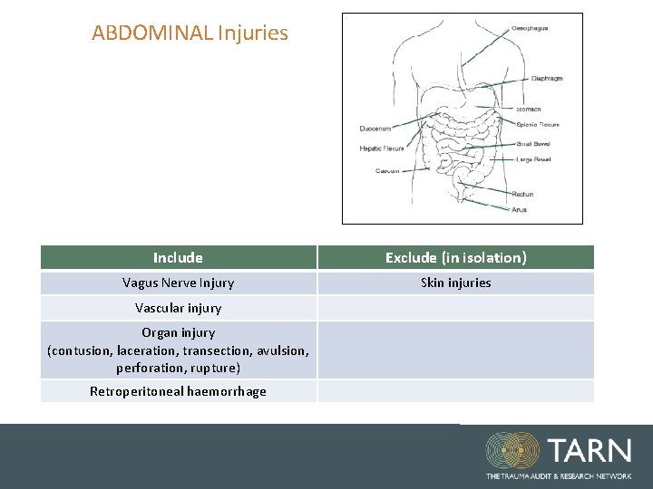 ABDOMINAL Injuries Include Exclude (in isolation) Vagus Nerve Injury Skin injuries Vascular injury Organ ABDOMINAL Injuries Include Exclude (in isolation) Vagus Nerve Injury Skin injuries Vascular injury Organ