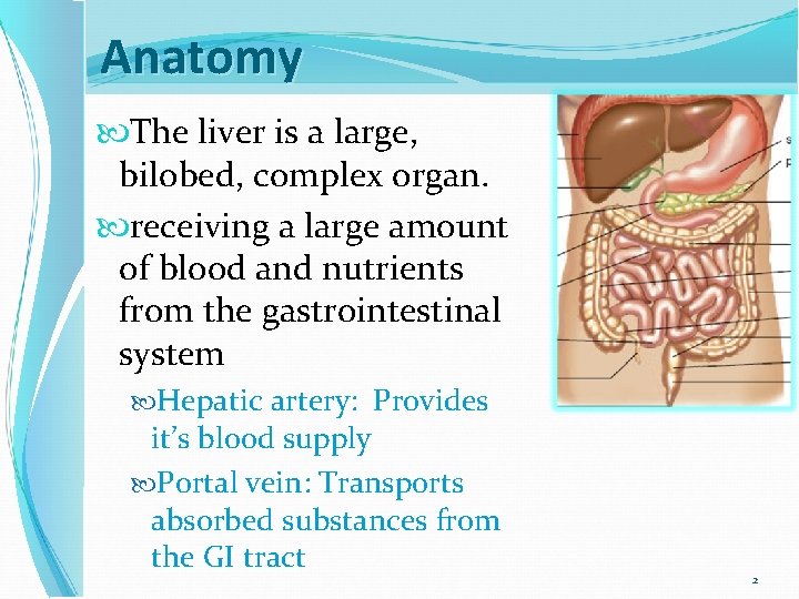 Anatomy The liver is a large, bilobed, complex organ. receiving a large amount of