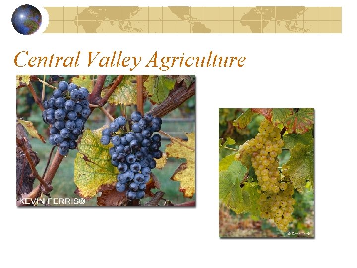 Central Valley Agriculture 