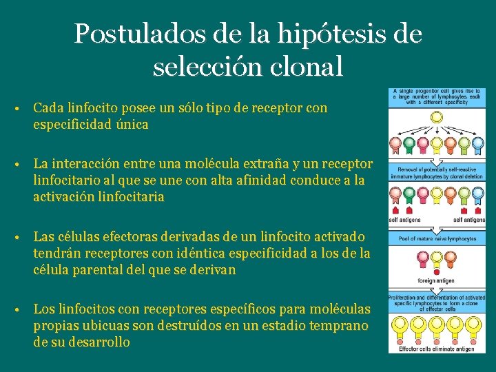 Postulados de la hipótesis de selección clonal • Cada linfocito posee un sólo tipo