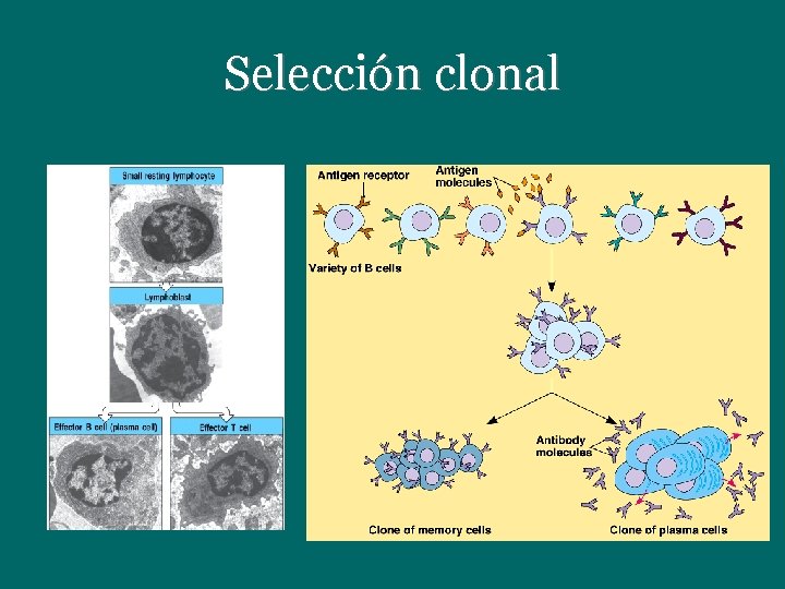 Selección clonal 