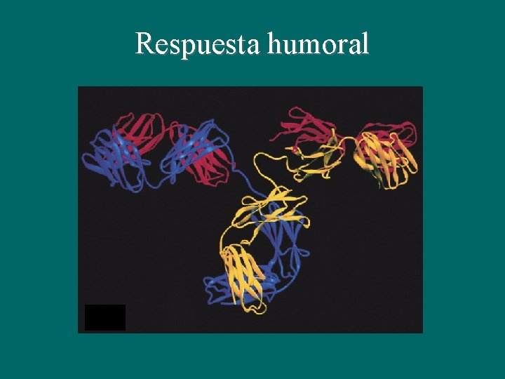 Respuesta humoral Respuesta humoral
