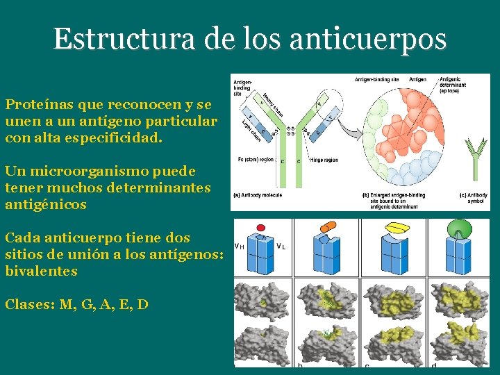Estructura de los anticuerpos Proteínas que reconocen y se unen a un antígeno particular Estructura de los anticuerpos Proteínas que reconocen y se unen a un antígeno particular