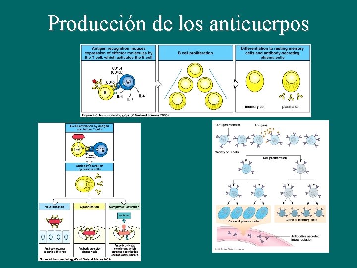 Producción de los anticuerpos Producción de los anticuerpos