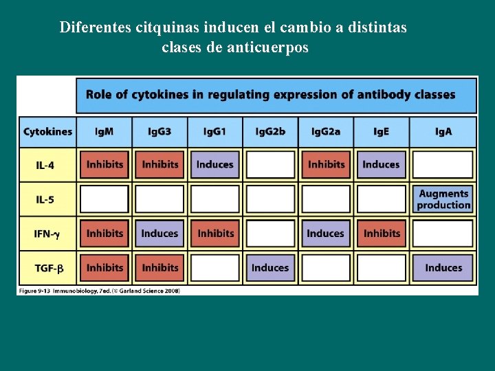 Diferentes citquinas inducen el cambio a distintas clases de anticuerpos Diferentes citquinas inducen el cambio a distintas clases de anticuerpos