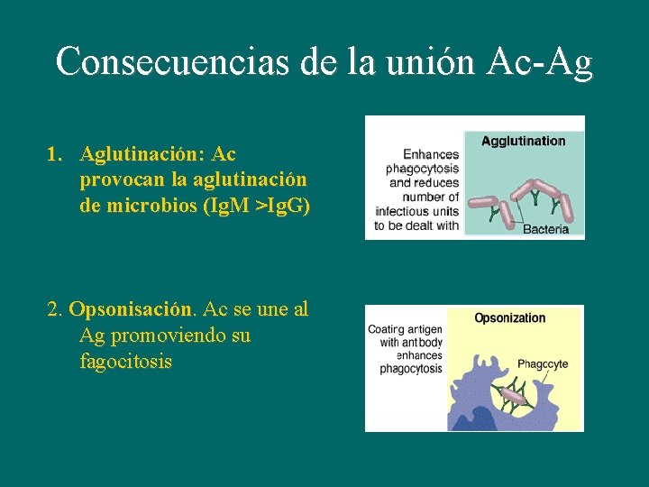 Consecuencias de la unión Ac-Ag 1. Aglutinación: Ac provocan la aglutinación de microbios (Ig.