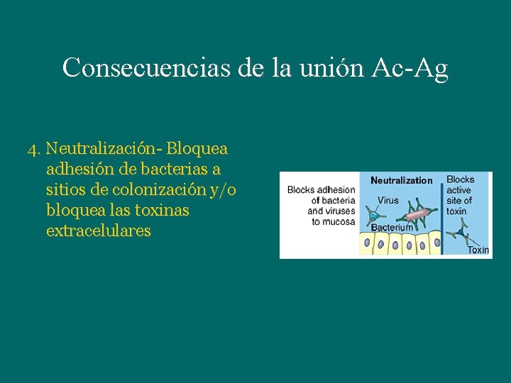 Consecuencias de la unión Ac-Ag 4. Neutralización- Bloquea adhesión de bacterias a sitios de Consecuencias de la unión Ac-Ag 4. Neutralización- Bloquea adhesión de bacterias a sitios de