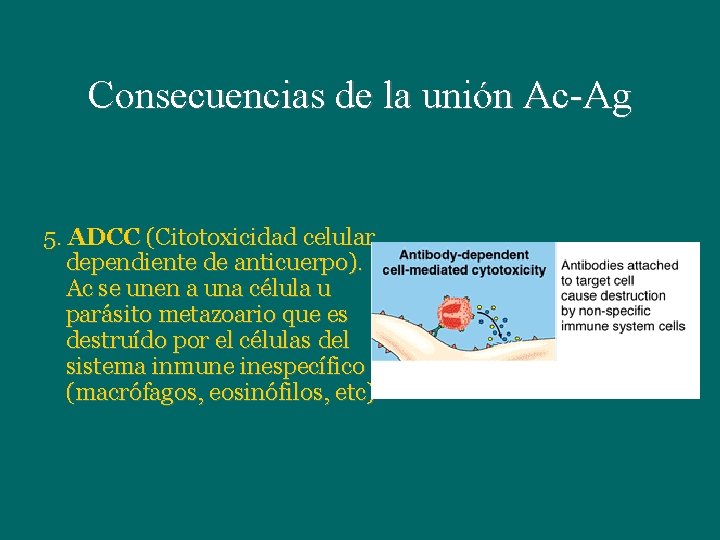 Consecuencias de la unión Ac-Ag 5. ADCC (Citotoxicidad celular dependiente de anticuerpo). Ac se