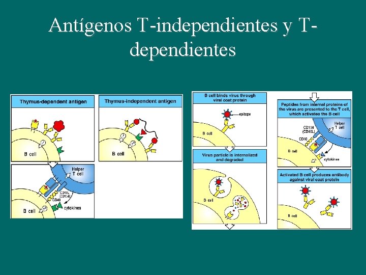 Antígenos T-independientes y Tdependientes 