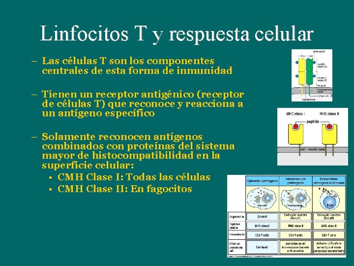 Linfocitos T y respuesta celular – Las células T son los componentes centrales de