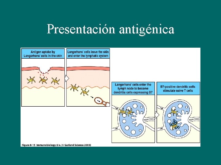 Presentación antigénica 