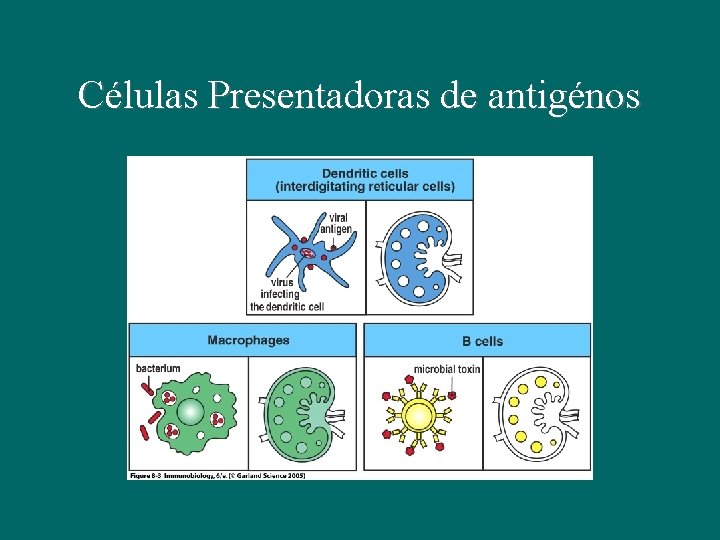 Células Presentadoras de antigénos 