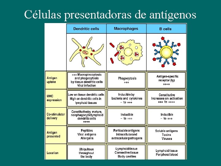 Células presentadoras de antígenos 