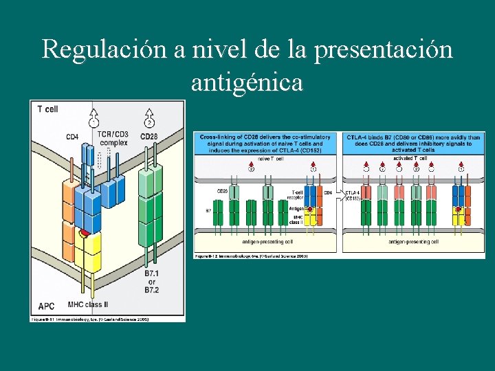 Regulación a nivel de la presentación antigénica 