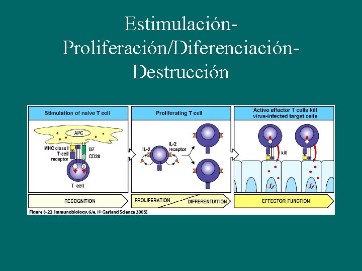 Estimulación. Proliferación/Diferenciación. Destrucción 