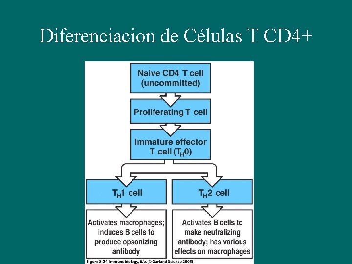 Diferenciacion de Células T CD 4+ 