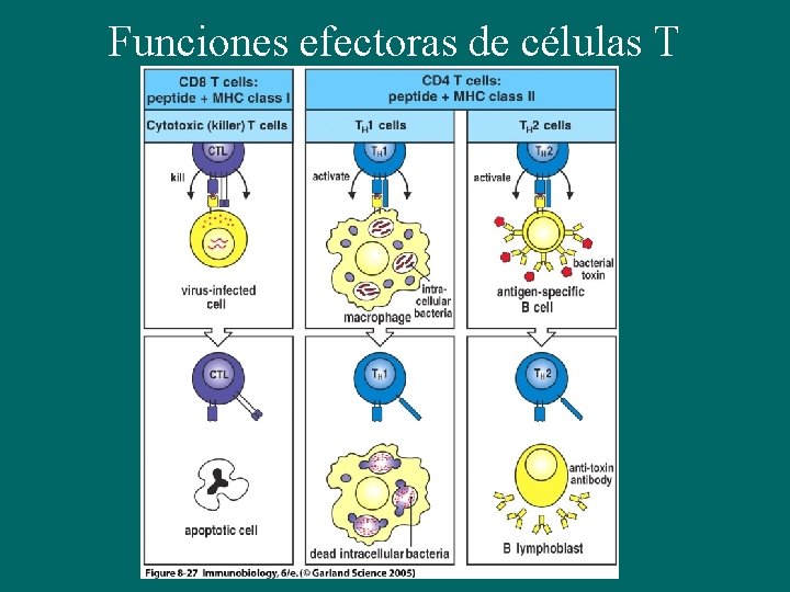 Funciones efectoras de células T activadas 