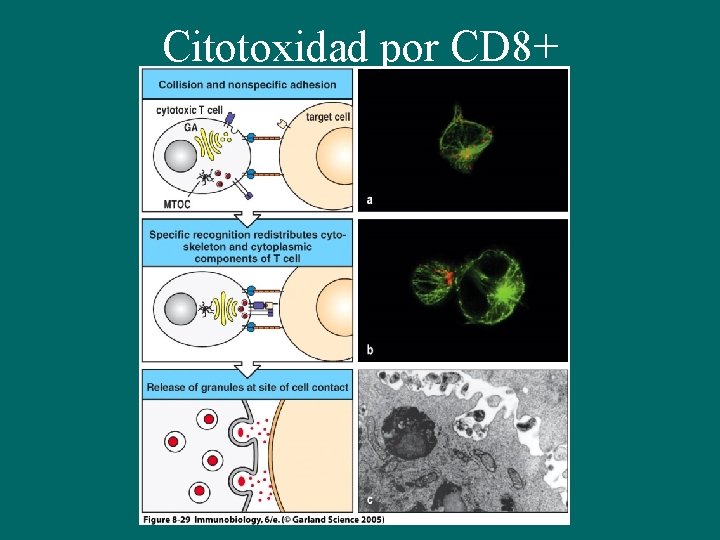 Citotoxidad por CD 8+ 