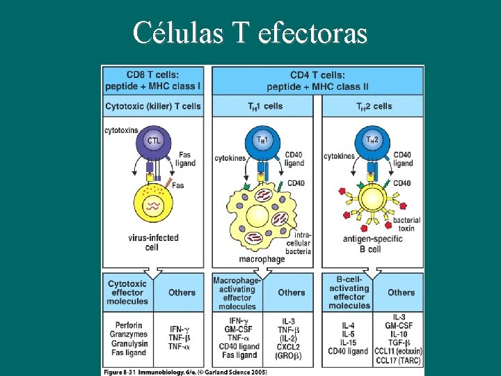 Células T efectoras 