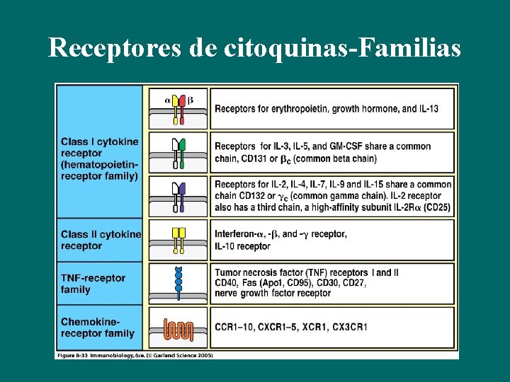 Receptores de citoquinas-Familias 