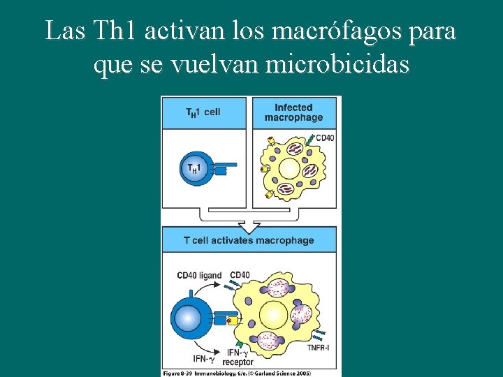 Las Th 1 activan los macrófagos para que se vuelvan microbicidas 