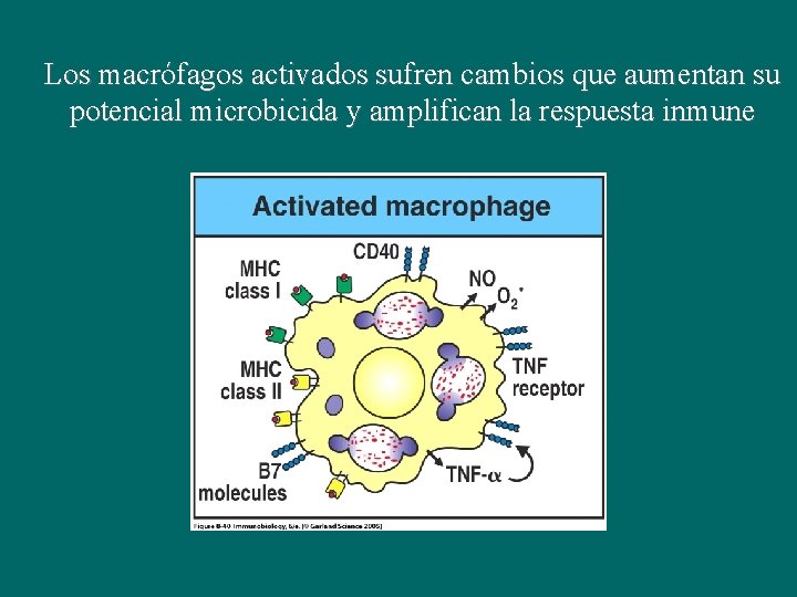 Los macrófagos activados sufren cambios que aumentan su potencial microbicida y amplifican la respuesta