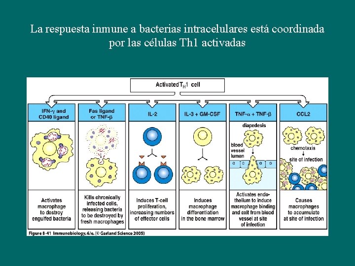 La respuesta inmune a bacterias intracelulares está coordinada por las células Th 1 activadas
