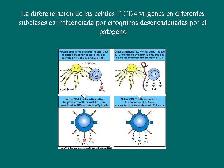 La diferenciación de las células T CD 4 vírgenes en diferentes subclases es influenciada