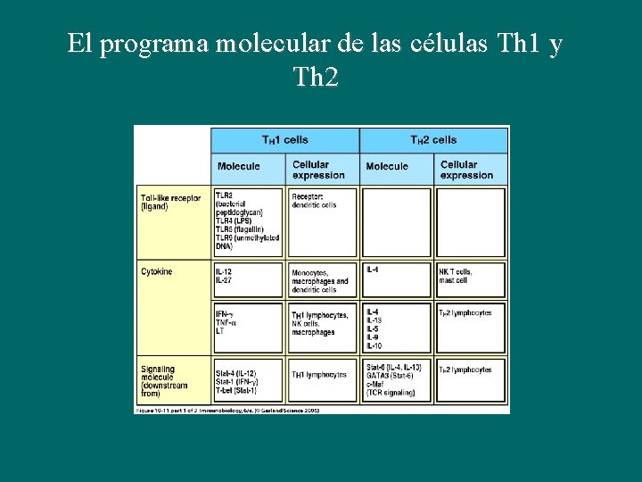 El programa molecular de las células Th 1 y Th 2 