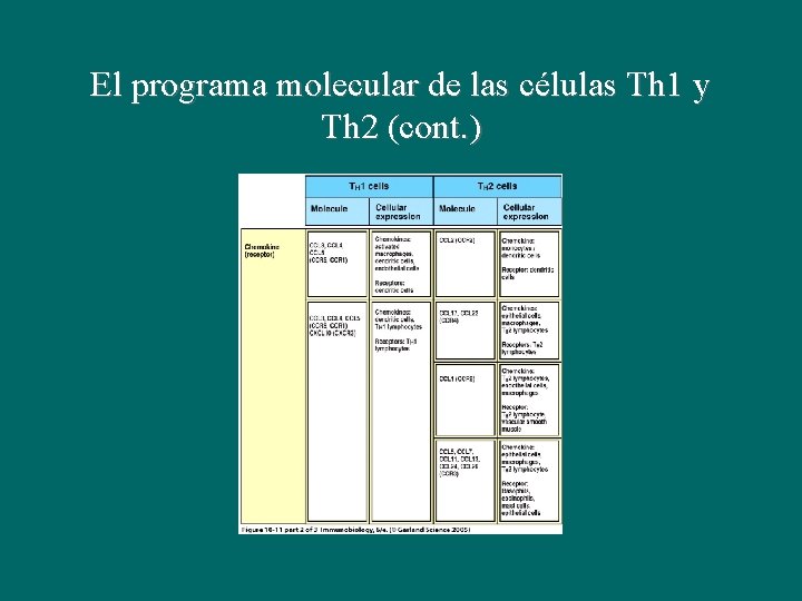 El programa molecular de las células Th 1 y Th 2 (cont. ) El programa molecular de las células Th 1 y Th 2 (cont. )