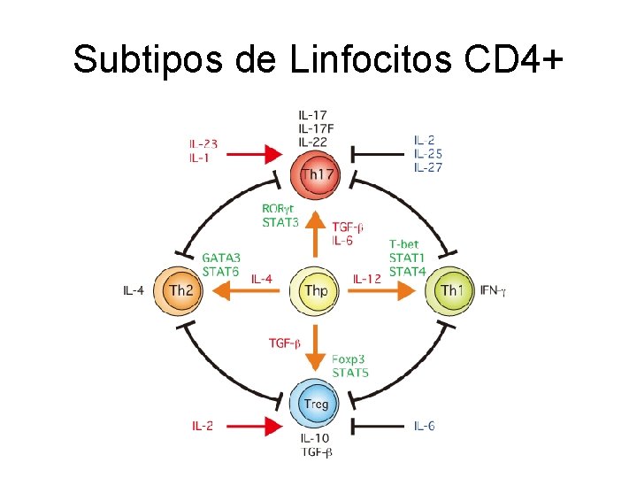 Subtipos de Linfocitos CD 4+ 
