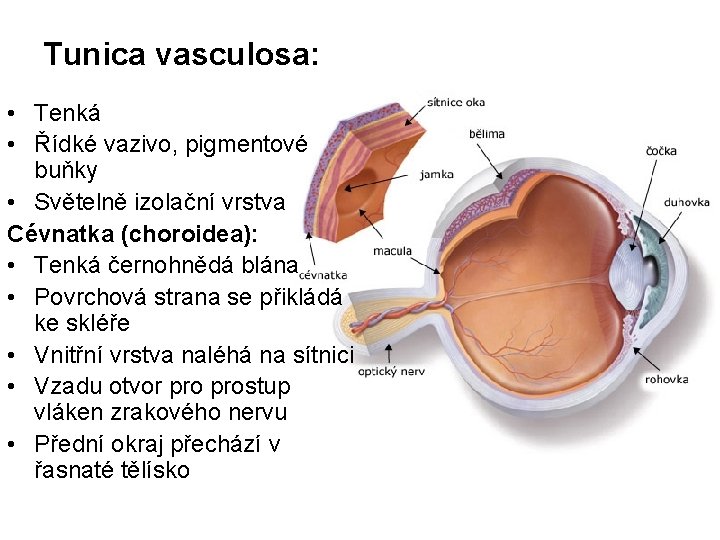 Tunica vasculosa: • Tenká • Řídké vazivo, pigmentové buňky • Světelně izolační vrstva Cévnatka