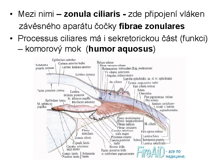  • Mezi nimi – zonula ciliaris - zde připojení vláken závěsného aparátu čočky