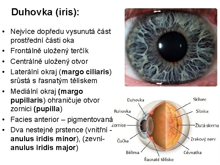 Duhovka (iris): • Nejvíce dopředu vysunutá část prostřední části oka • Frontálně uložený terčík